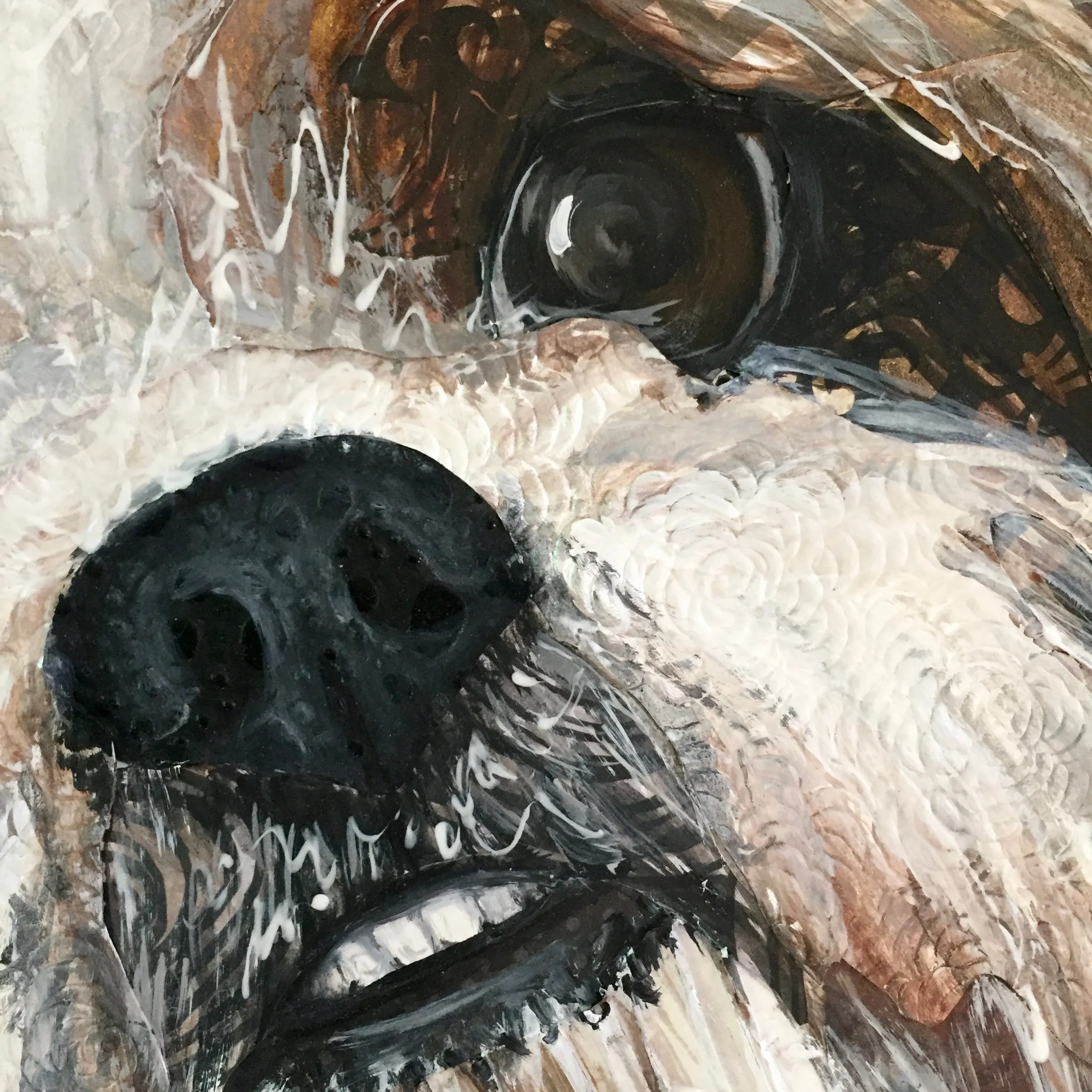 Rhys - Shih-Tzu