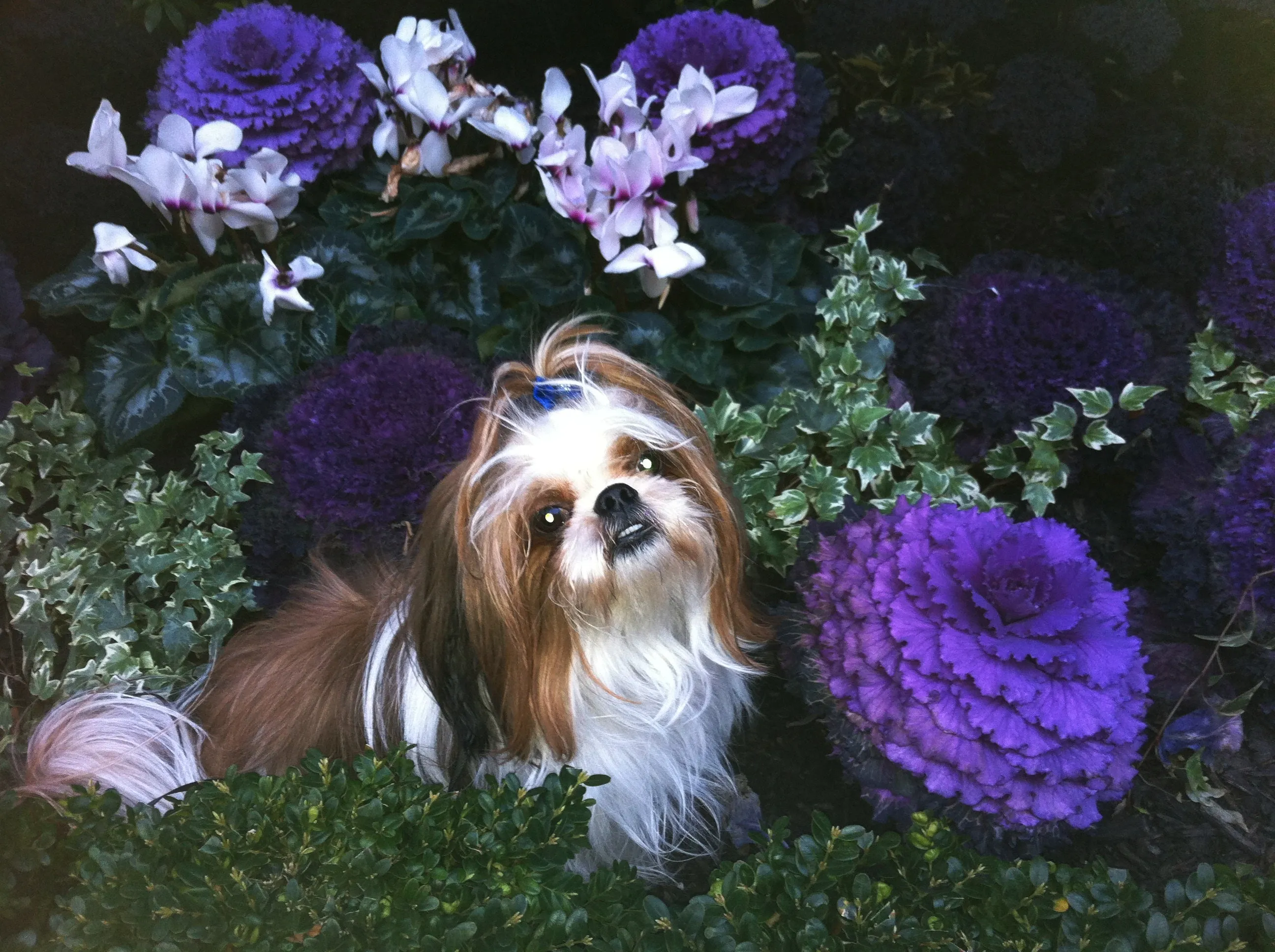 Rhys - Shih-Tzu
