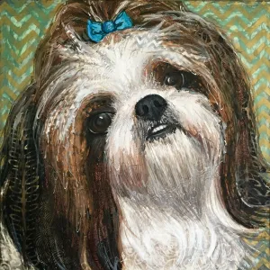 Rhys - Shih-Tzu