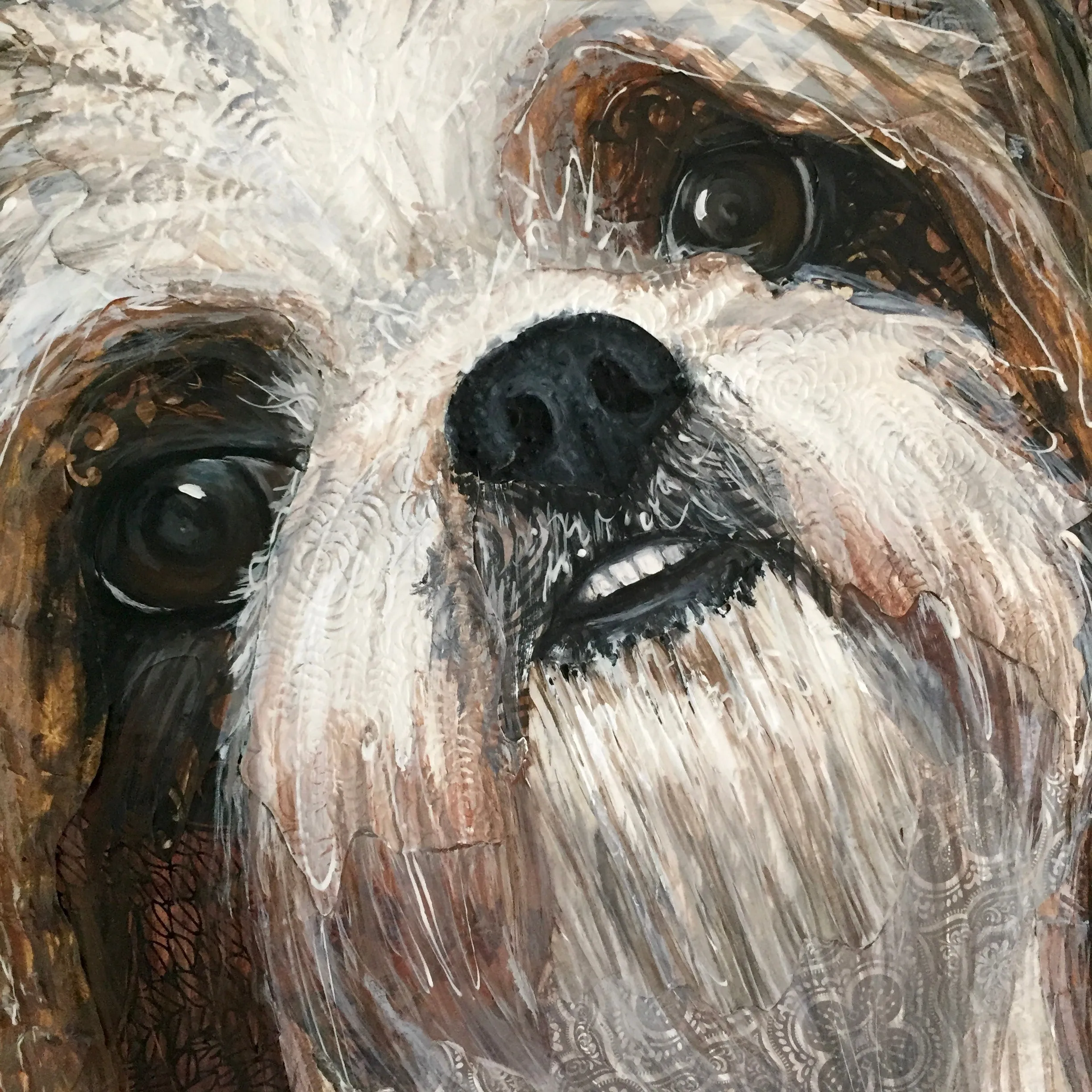 Rhys - Shih-Tzu